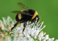 bee bumblebee insect macro